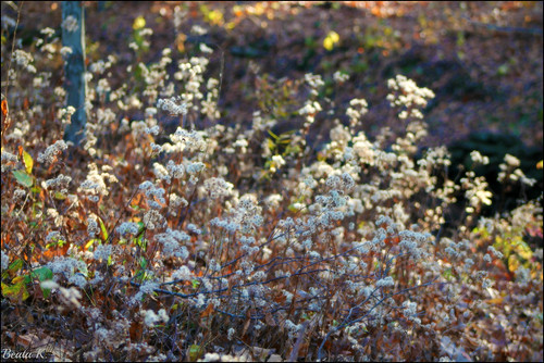 flowers white flower grass leaves bokeh blackstoneriverbikeway cumberlandrhodeisland