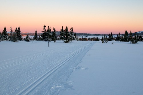 winter sunset snow ski tree forest landscape dusk skitracks sjusjøen