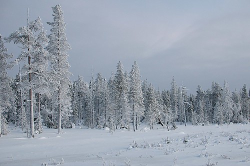 winter sunset sky snow cold pine clouds forest suomi finland landscape nikon europa europe frost lapland polar lumi talvi maisema 2012 lappi pilvet luosto sodankylä kaamos d300s