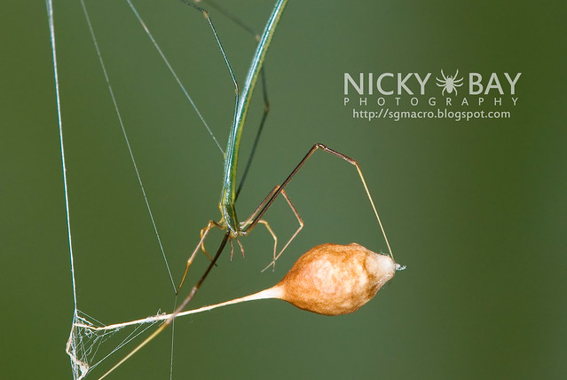 Twig-Like Whip Spider (Ariamnes sp.) - DSC_7696