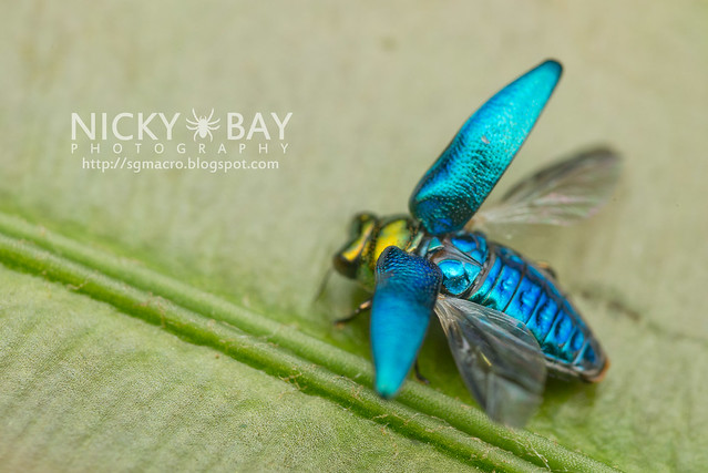 Jewel Beetle (Endelus sp.) - DSC_4395