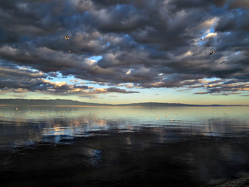 california usa lake seascape storm water clouds landscape flying day unitedstates seagull thermal saltonsea 2012 saltonseabeach