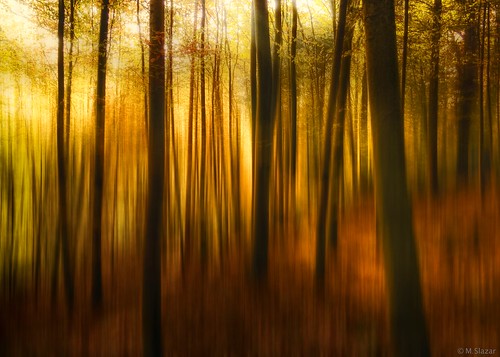 wood light sunlight nature forest canon600d schulenburgerwald