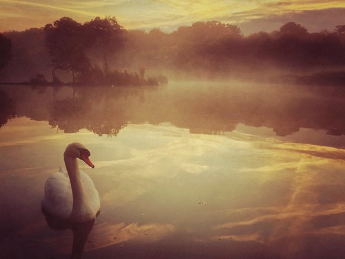 morning sky mist lake reflection apple water mobile fog sunrise dawn swan flickr i5 5 northamptonshire tranquility majestic app corby iphone ontogo iphoneography photoforge2 snapseed uploaded:by=flickrmobile flickriosapp:filter=nofilter beautyinnatire