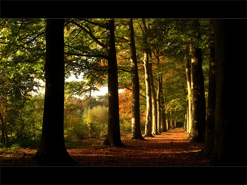 autumn trees light color green leaves silhouette forest walking october herbst herfst lane bos wald depth deventer beeches spazieren colmschate bannink bobvandenberg zino2009