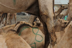 Camel Market (31)