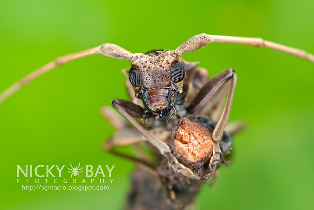 Mangrove Longhorn Beetle (Acalolepta sp.) - DSC_0981