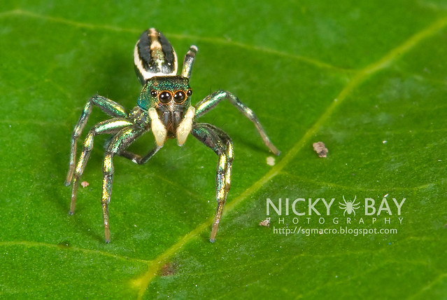 Jumping Spider (Salticidae) - DSC_9904