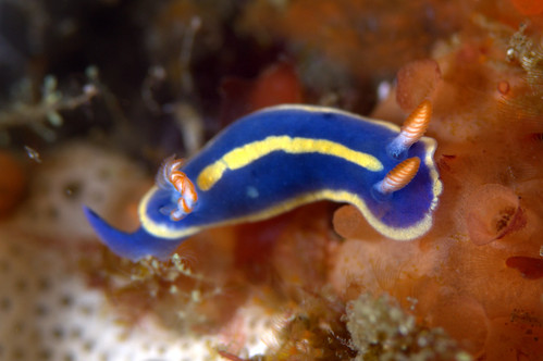 アオウミウシ