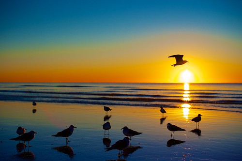 winter seagulls galveston beach sunrise texas solstice coastal birdwatching ddy