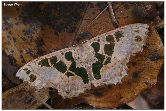 綠斑姬尺蛾 Antitrygodes divisaria perturbatus Prout, 1914
