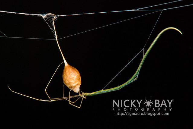 Twig-Like Whip Spider (Ariamnes sp.) - DSC_7713