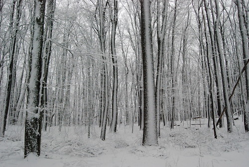 trees winter snow west nature rock forest landscape virginia state coopers
