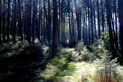 wood light shadow tree fairytale germany bavaria forrest niederbayern hallertau
