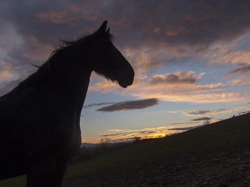 sunset horse cloud cheval sonnenuntergang wolke nuage pferd couchédesoleil