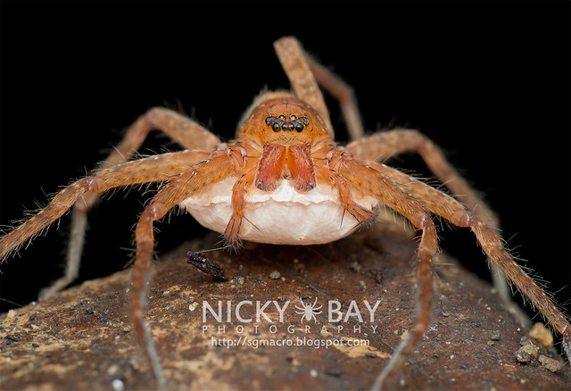 Huntsman Spider (Sparassidae) - DSC_2355