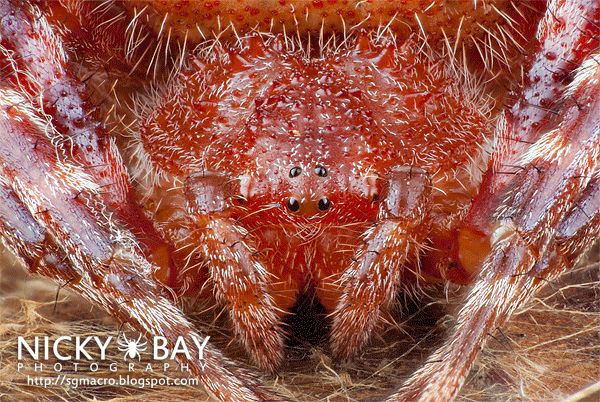 Red Tent Spider (Cyrtophora unicolor) - DSC_3083_3d