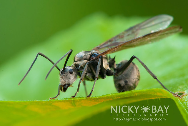 Ant (Formicidae) - DSC_0815