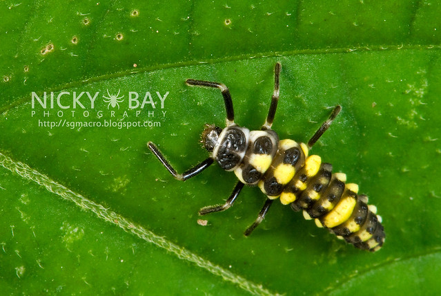 Ladybird larva (Coccinellidae) - DSC_6964
