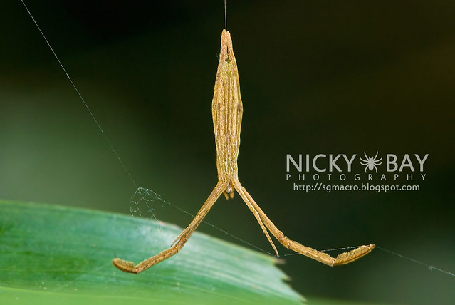 Twig-Like Feather-Legged Spider (Miagrammopes sp.) - DSC_3132
