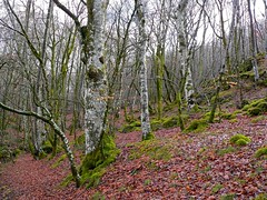 Beech Forest where Ground Beetles hibernate in dead wood or under moss