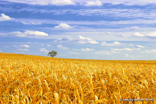 ohio usa tree field clouds arlington us corn cornfield loneliness bluesky oh lonely findlay kenton blueyellow superfreaky