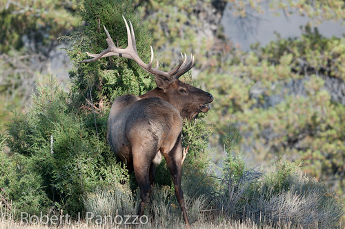 yellowstonenationalpark yellowstone elk bullelk naturesgallery goldwildlife thenaturesgreenpeace