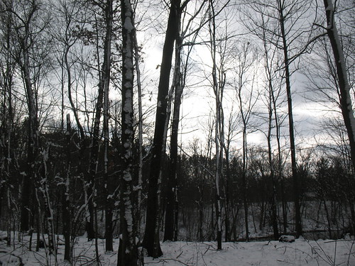winter snow home nature mi woods michigan lawton tamaracksprings
