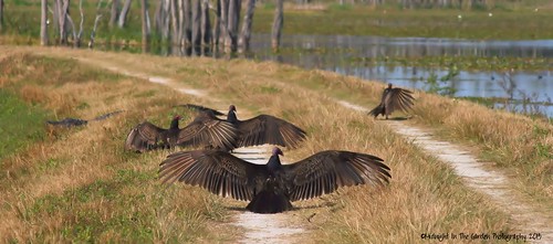 bird nature water florida alligator vulture turkeyvulture orlandowetlandspark canon400d