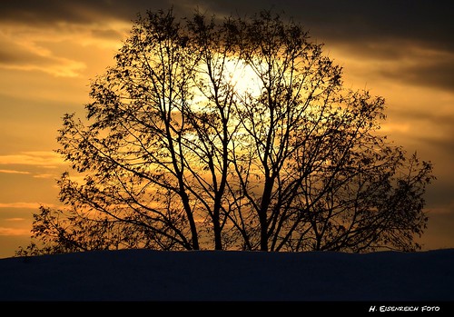 winter sunset sky sun tree silhouette kreuzberg nikon sonnenuntergang horizon himmel heike sonne baum horizont supershot schmidmühlen eisenreich mygearandme
