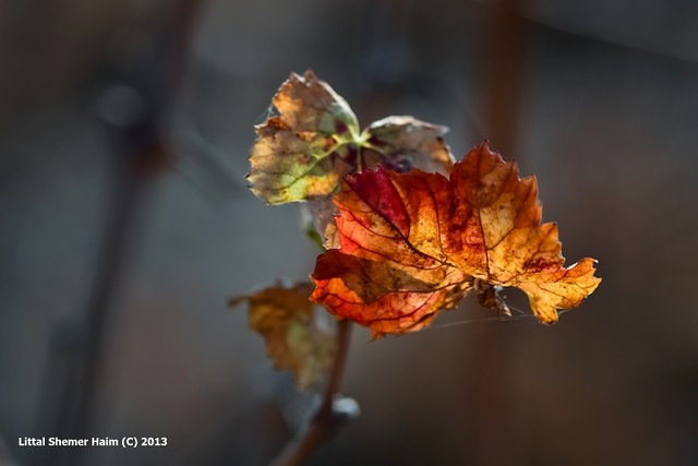 Autumn leaf's secret # סוד עלה קמל
