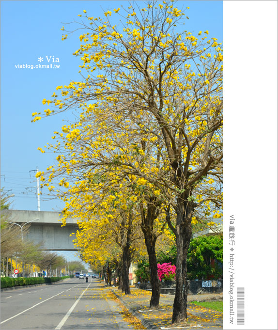 【黃金風鈴木】台灣最美、最長的黃金之路！就在彰化溪州台一線～3