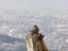 Ptak na tle Aten