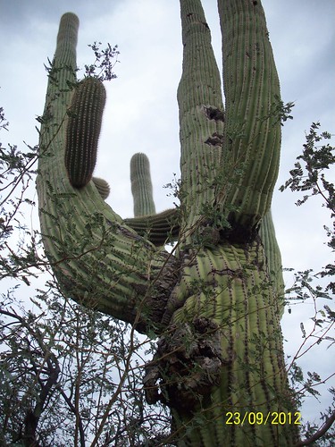 säulenkaktus saguaro kaktus cactus alt old mächtig arizona mighty succulents outdoor carnegiea gigantea ästhetisch edel formvollendet geschmackvoll schön stilvoll stylisch stylish formschön wohlgeformt