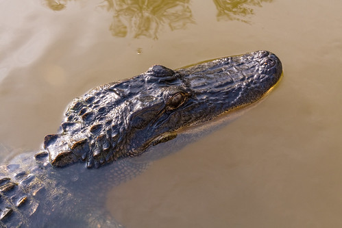 louisiana south large fallen swamp crocodile crock