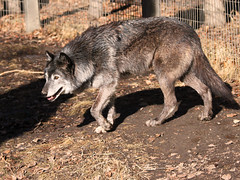 Grey Wolf i8073