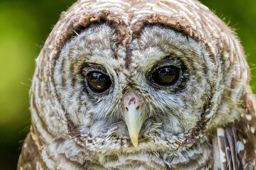 2016 barredowl canon eos7d elsah illinois july midwest treehousewildlifecenter bird birds owl raptor wildlife dow unitedstates us