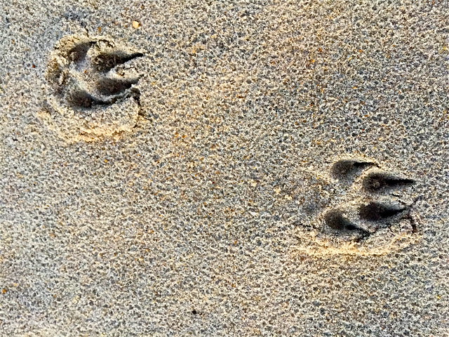Fox tracks in the sand at False Cape State Park in Virginia