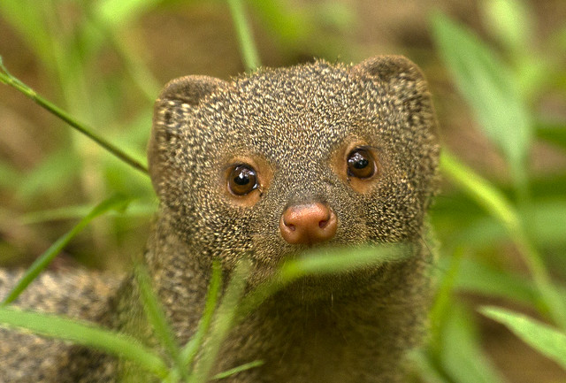 Indian grey mongoose