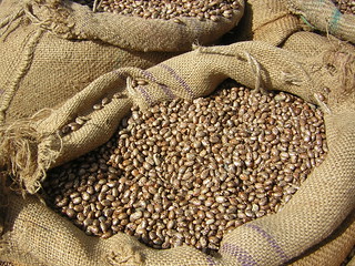 pinto beans in burlap sack