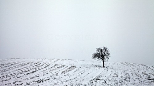Snowy Tree