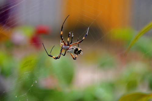 brazil brasil spider web pernambuco aranha sertão teia ipubi