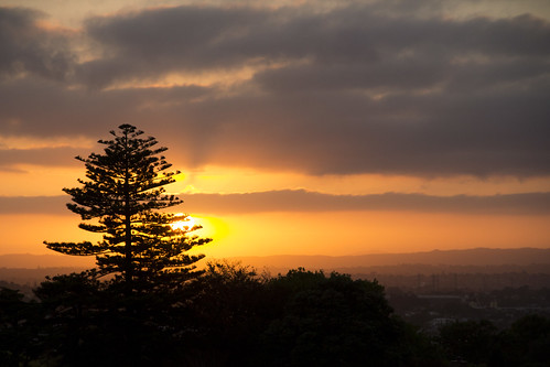 park tree silhouette sunrise dawn auckland nz onetreehill