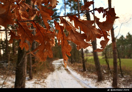 autumn winter 3 spring oak seasons herbst jahreszeiten lane blätter weg frühling herbstlaub eiche waldweg frühjahr schmidmühlen mygearandme archenleiten