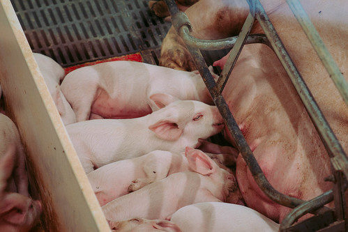 piglets pig baby indiana fair oaks farm may 2016 feeding piglet newton