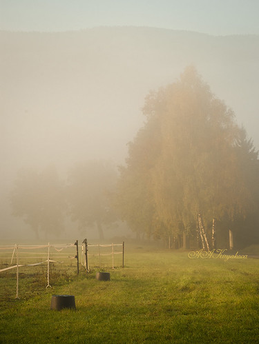 morning autumn fog germany bayern deutschland bavaria foggy wald bayerischer arrach