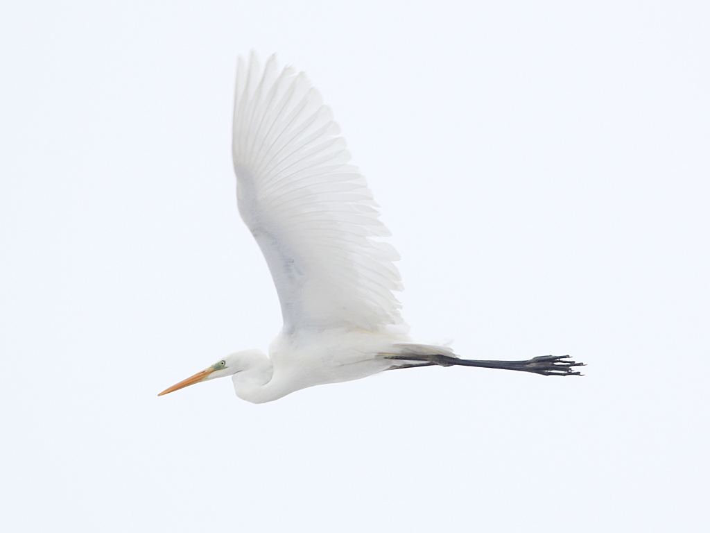 Photograph titled 'Great White Egret'