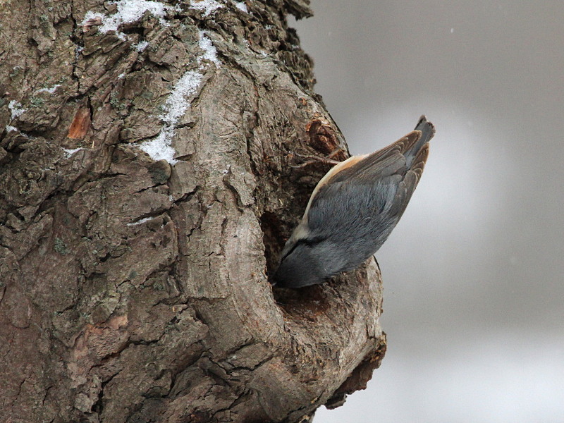 Photograph titled 'Eurasian Nuthatch'