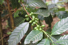 Learn About The History And Art Of Coffee Production In The Karadigod Coffee Estate