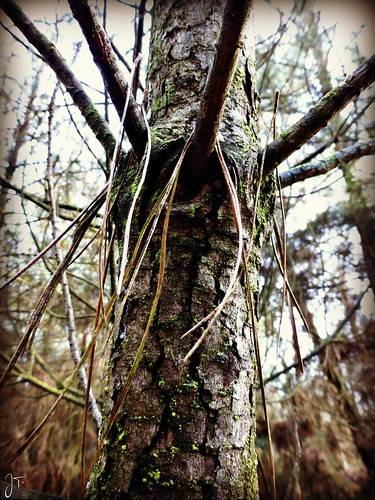 nature woods brittany bretagne bois côtesdarmor centrebretagne kreizbreizh landesdegouarec